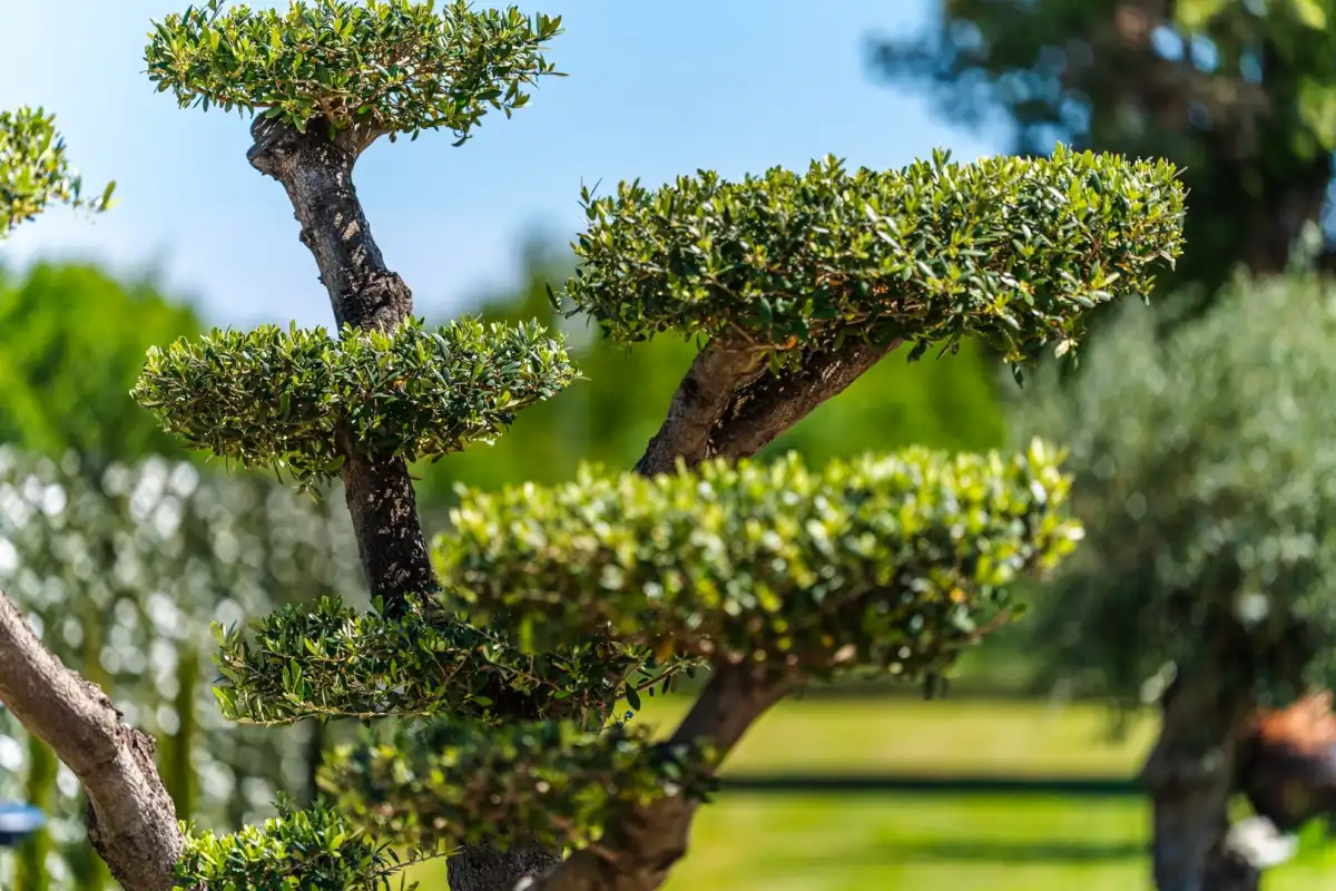 Vila Antea - Barban, Istra