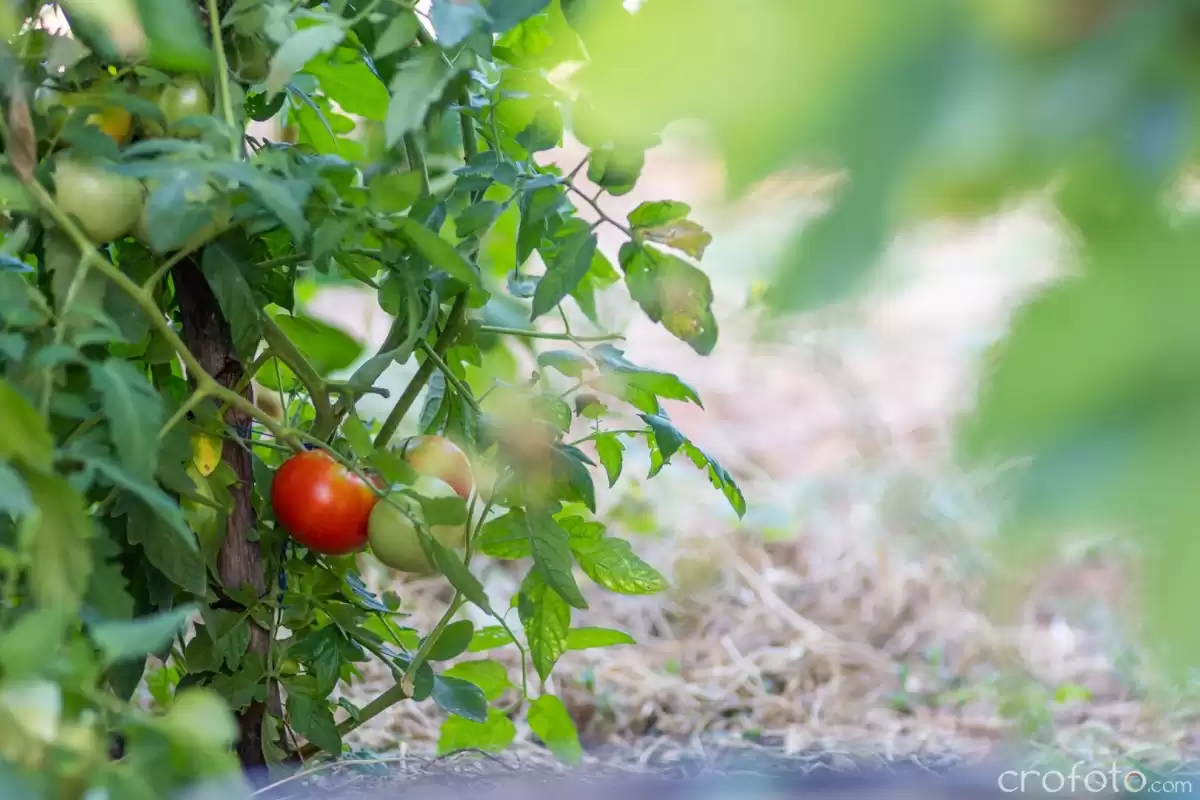 Villa Grandfather's House - Zadar, Dalmatia