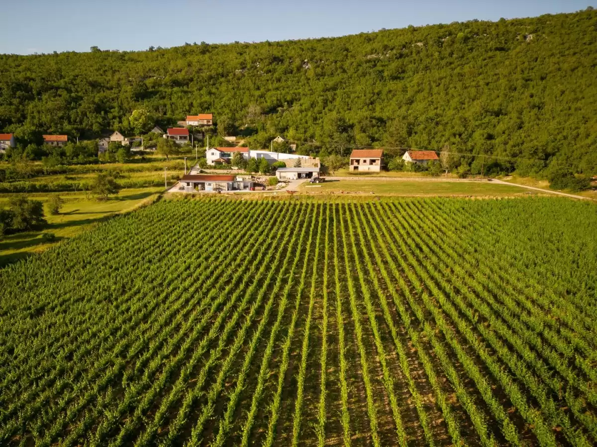 Villa Krolo & Wine - Split, Dalmatia