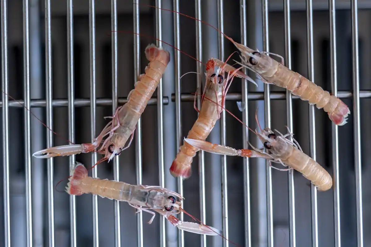 Vila Moana & Manatis - Krk, Hrvatski otoci