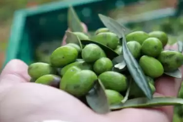 Beste Olivenöle aus Istrien