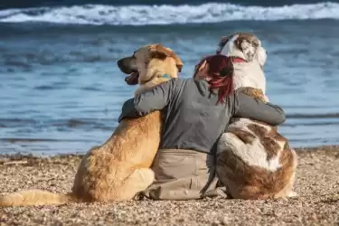 Pet friendly Beaches in Croatia