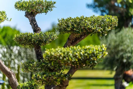 Vila Antea - Barban, Istra