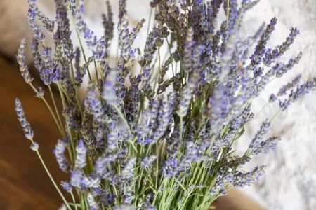 Villa Jerolim - Zadar, Dalmatia