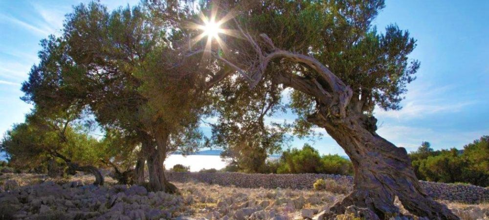 Olive Pag Dalmatia