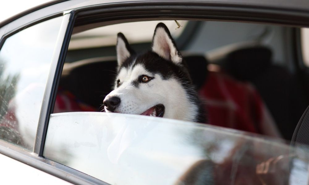 Hundeurlaub in Ferienwohnungen in Istrien, Dalmatien oder der Kvarner Bucht in Kroatien, Anfahrt aus Deutschland, Österreich, Schweiz, Nemmen Sie Ihren Hund mit- Adriatic Luxury Villas