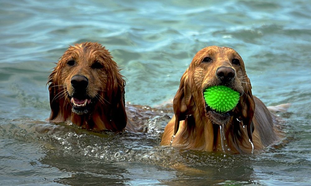 Hunde baden am Strand Zaton - Adriatic Luxury Villas