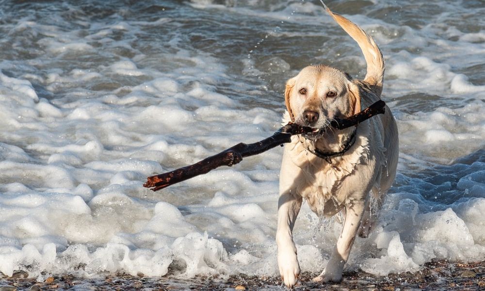 Hund badet im Meer - Adriatic Luxury Villas