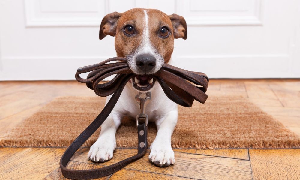 Leash Obligation in Croatia for pets - Adriatic Luxury Villas