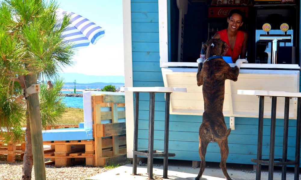 Haustierfreundliche Küste mit vielen Inseln, mit offiziellen hundestrände, hotels. Auch in Istrien und krk, inslen, können vierbeiner auf stränden und im Ferienhaus verweilen.  