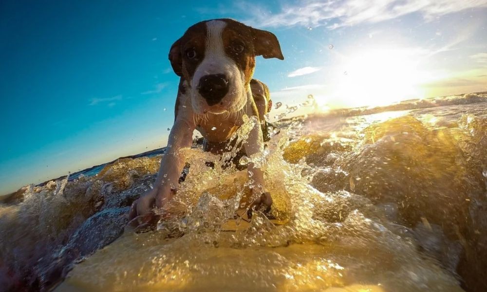 Nemmen Sie Ihren Hund mit, Hundeurlaub in Dalmatien, Istrien oder der Kvarner Bucht - Adriatic Luxury Villas