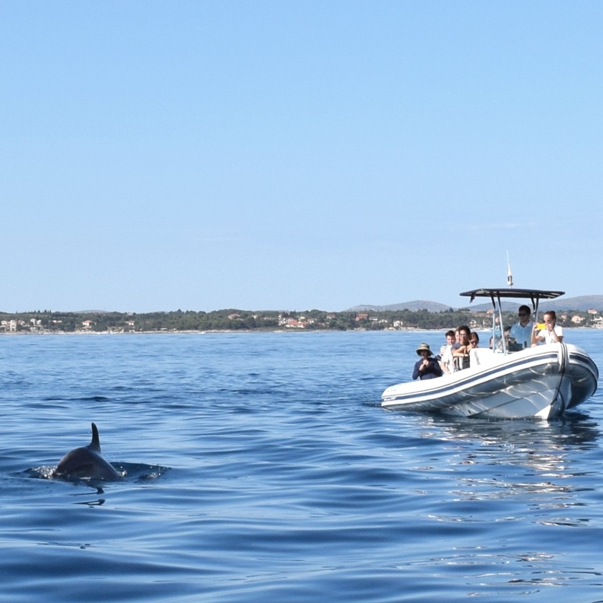 Meeting dolphins with Zadar Archipelago - Adriatic Luxury Villas
