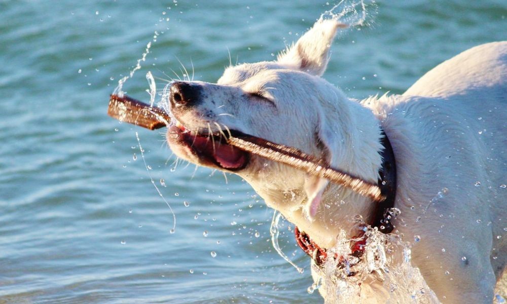 Uvala nudi najbolje plaže za pasa - planirajte svoja putovanja i kupanje sa dog ovdje.