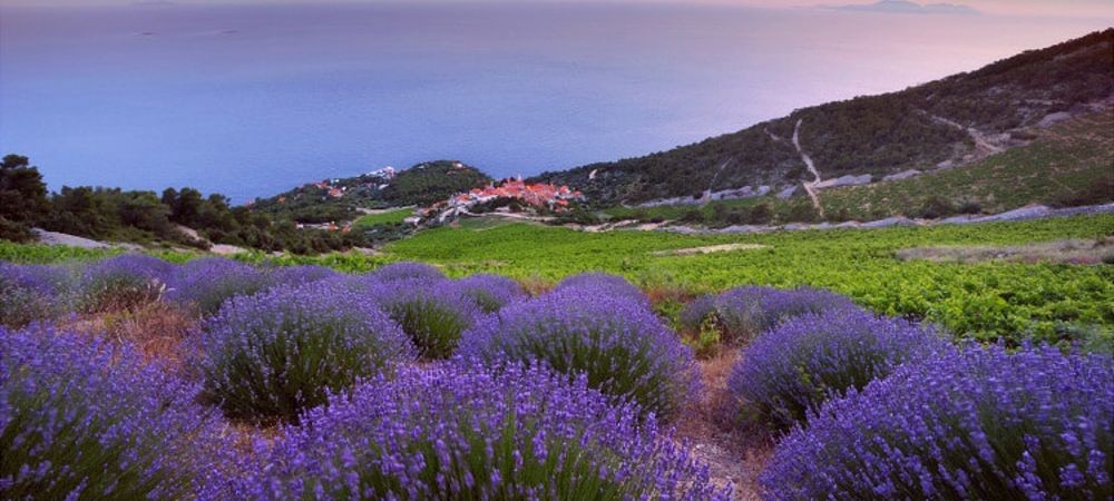 Lavanda Hvar