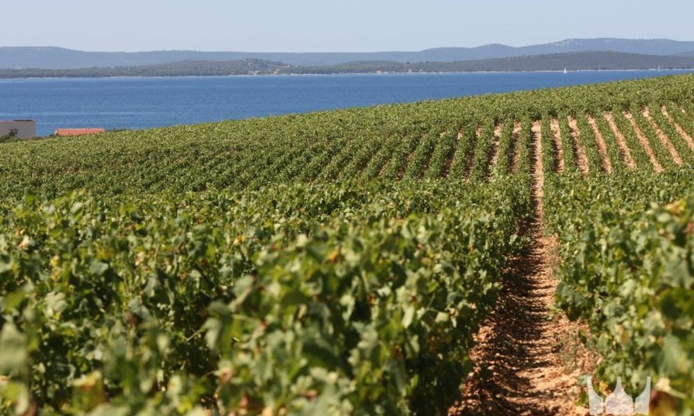 Zadar Wine Region - Adriatic Luxury Villas