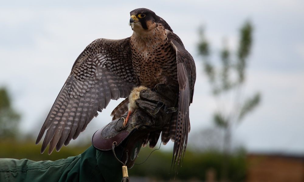 Falconry in Sibenik - Adriatic Luxury Villas