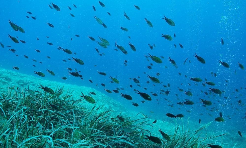 Swim with the Fishes, Underwater World of the Island of Losinj in Croatia - Adriatic Luxury Villas