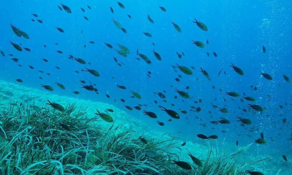 Underwater World of the Island of Losinj in Croatia - Adriatic Luxury Villas