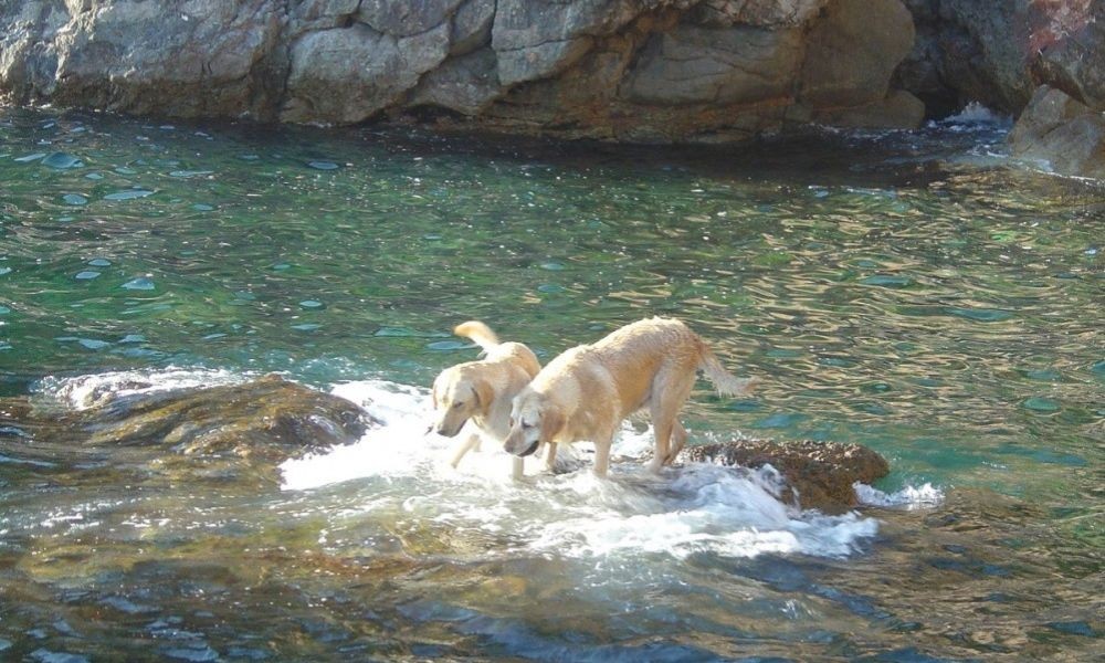 Danče Dubrovnik Hunde baden im Meer - Adriatic Luxury Villas