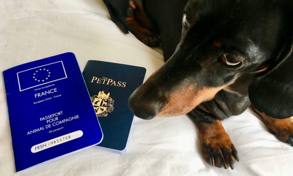 Adriatic Luxury Villas Pet Passport